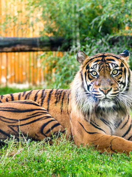Bengal tiger resting on grass at Wroclaw Zoo.
