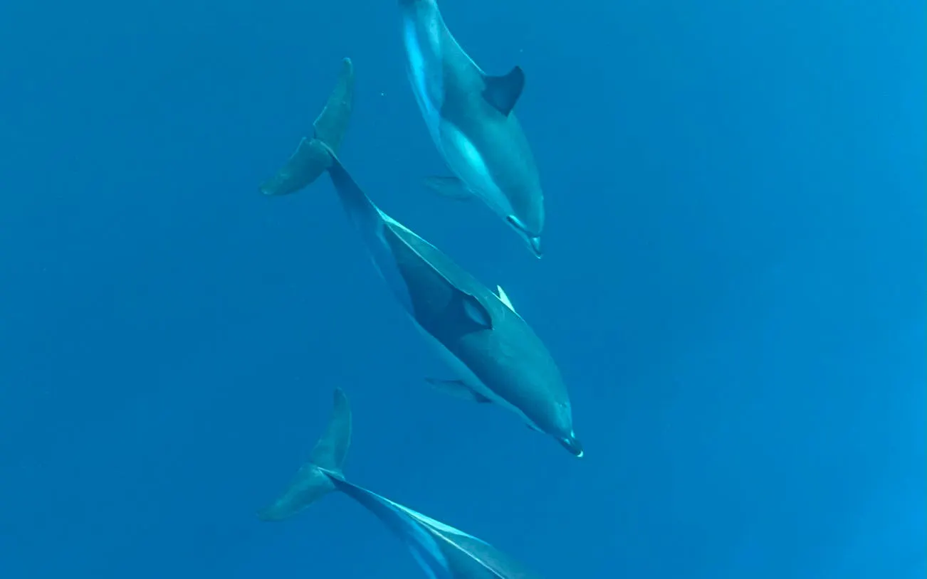 Dolphins swimming underwater during Benalmádena dolphin-watching cruise.