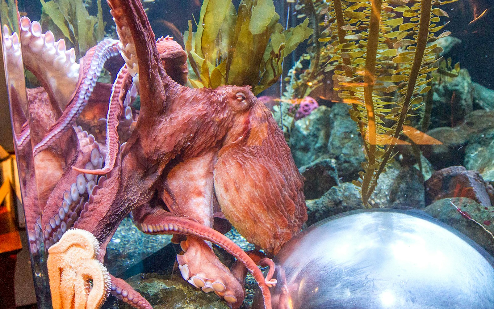 Giant Pacific Octopus