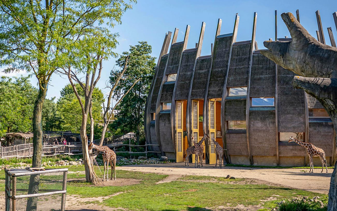 Giraffes near a modern enclosure at Rotterdam Zoo, Diergaarde Blijdorp.