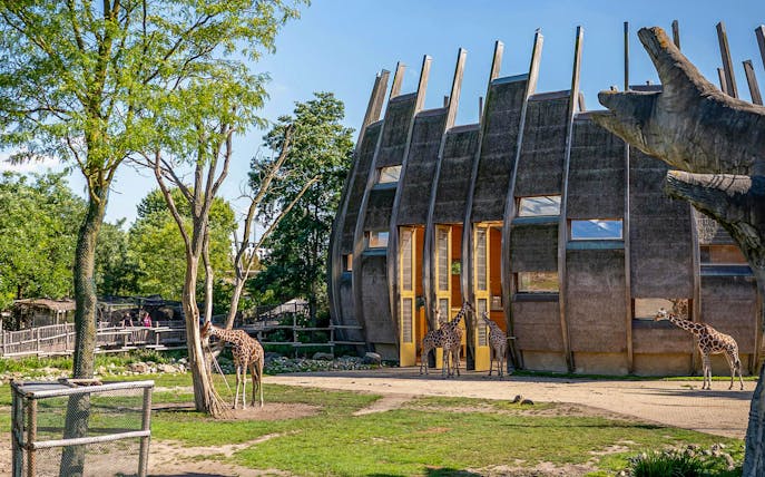 Giraffes near a modern enclosure at Rotterdam Zoo, Diergaarde Blijdorp.