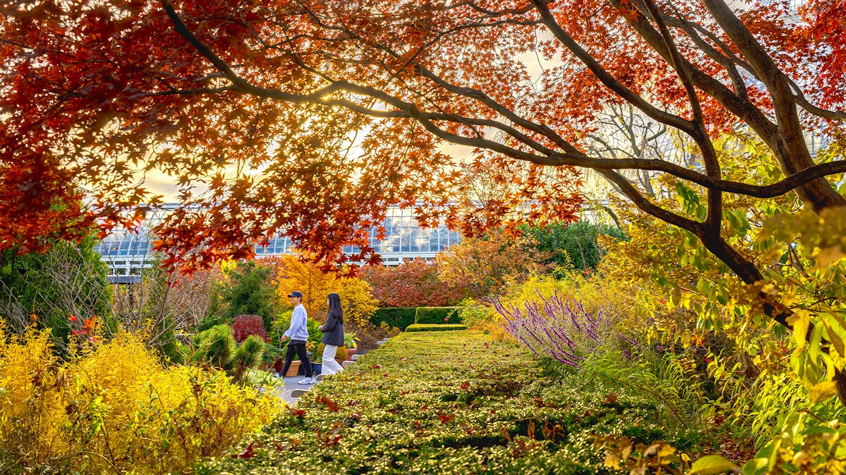Guests strolling through autumn foliage at New York Botanical Gardens.