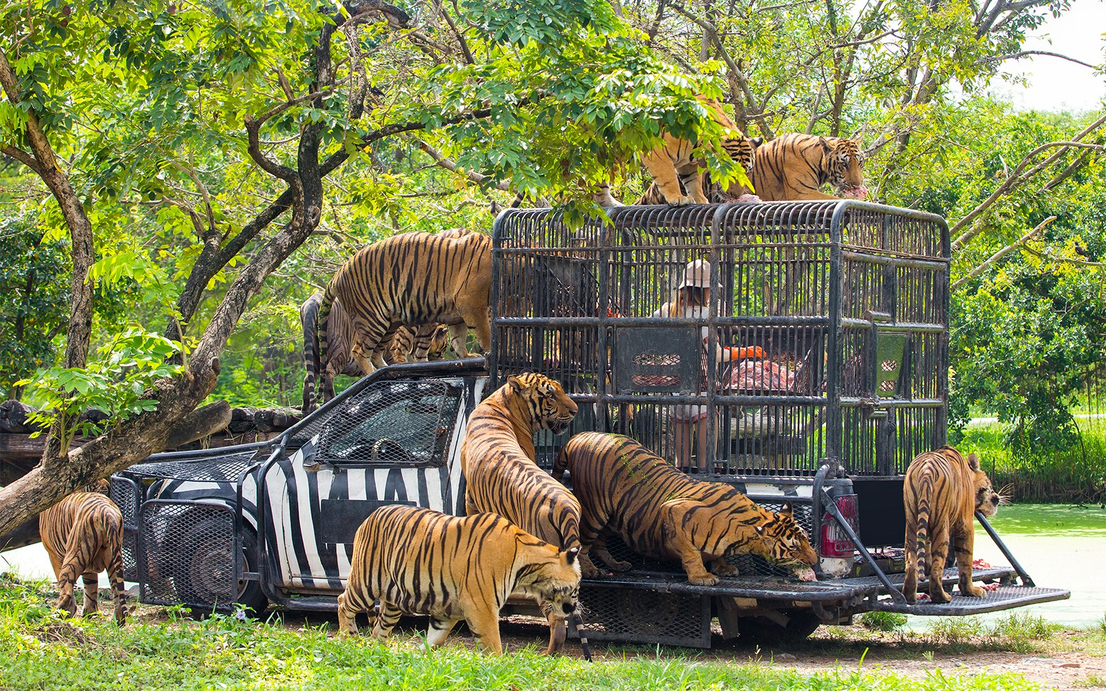 Sumatran tiger