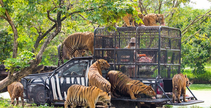 Bali Safari and Marine Park Tickets