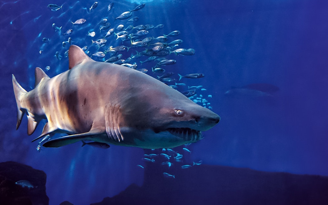 Shark swimming with fish at Seville Aquarium.