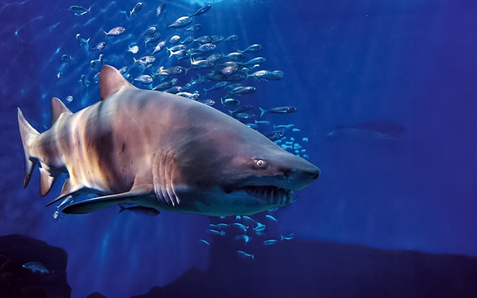 Shark swimming with fish at Seville Aquarium.