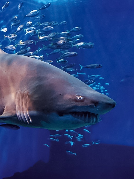 Shark swimming with fish at Seville Aquarium.