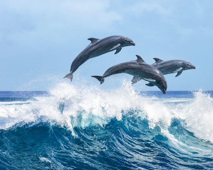 2 Hour Guided Dolphin Watching and Cave Cruise in Algarve