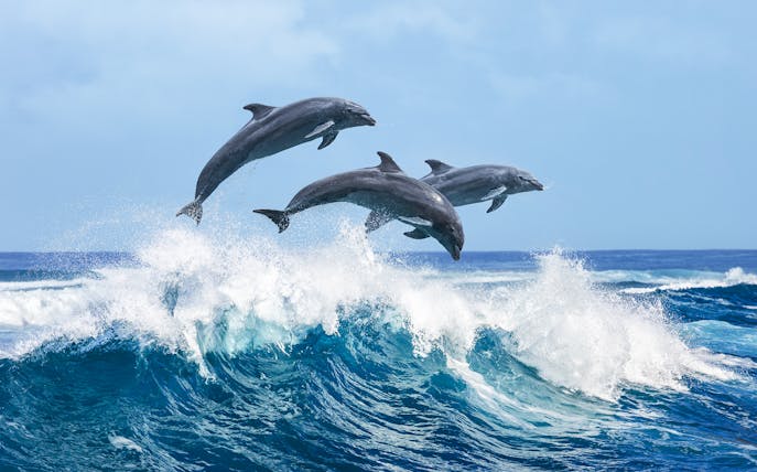 Dolphins leaping over ocean waves during a 2-hour dolphin watching and cave cruise.
