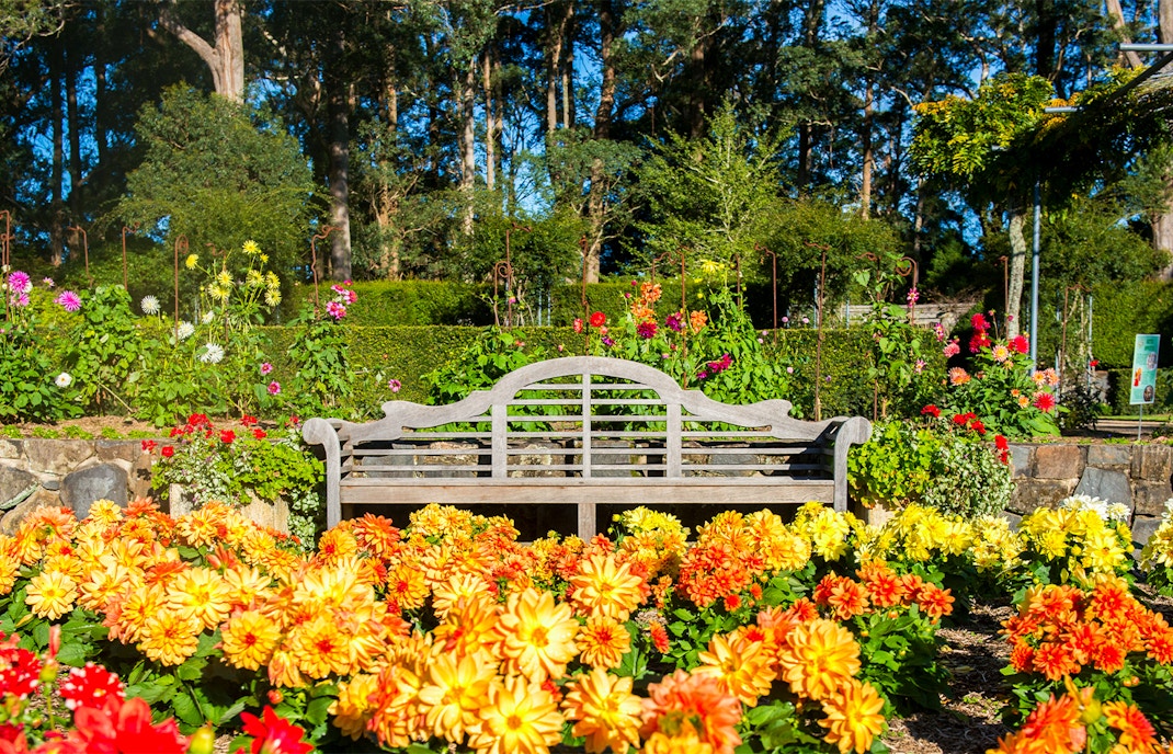 Scenic view of the lush Blue Mountains Botanic Garden, a popular day trip destination in Australia
