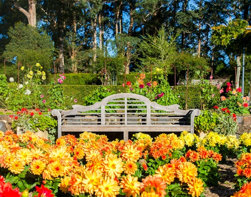Scenic view of the lush Blue Mountains Botanic Garden, a popular day trip destination in Australia