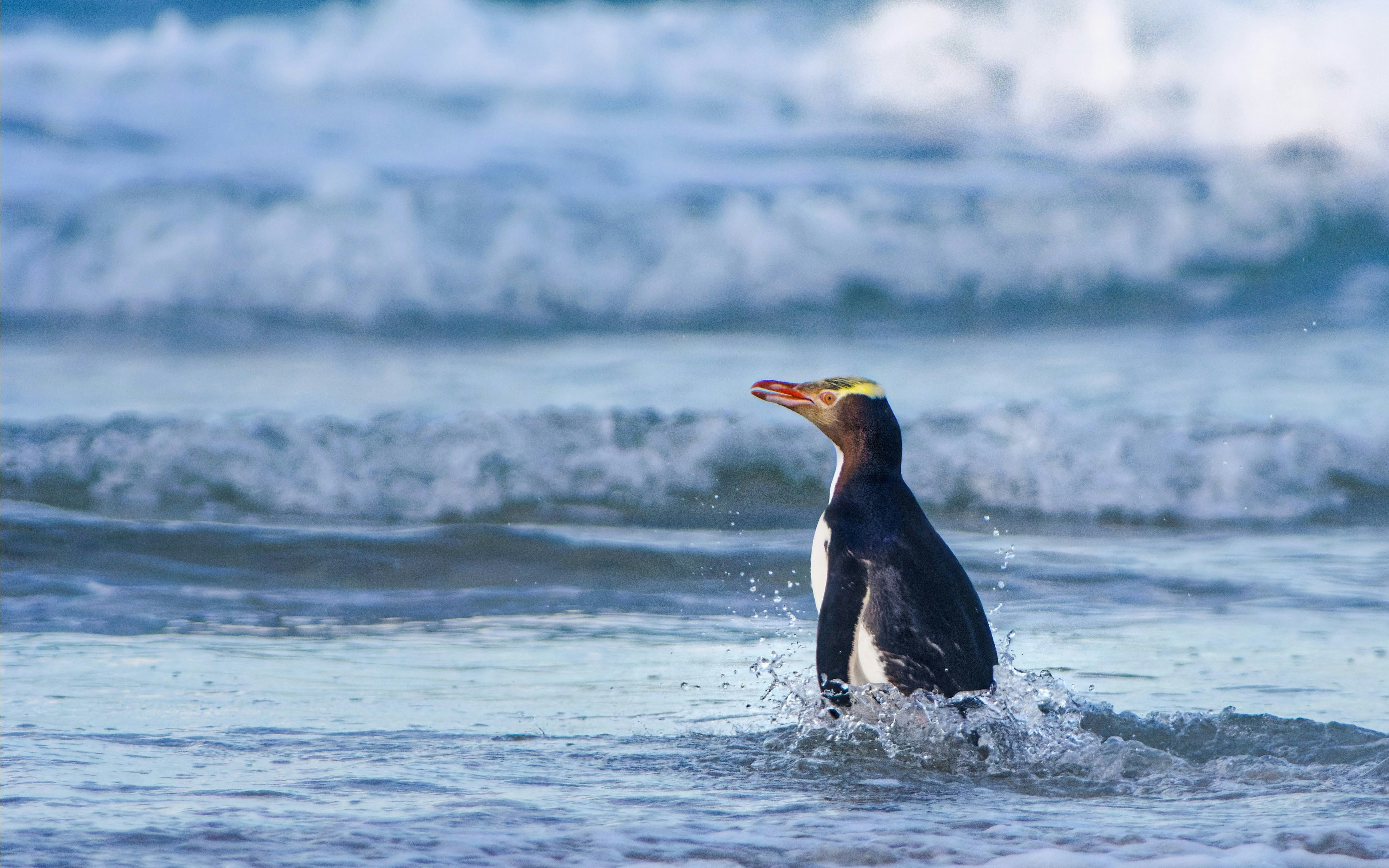 Yellow-eyed penguin in ocean waves, Stewart Island.