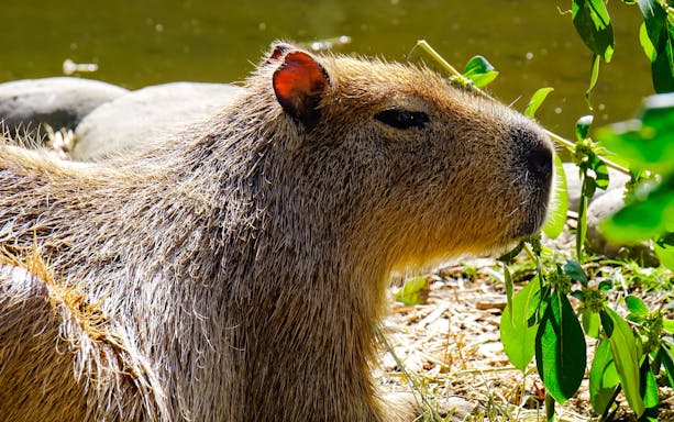 Capybara eating leaves at Willowbank Wildlife Reserve, Christchurch, New Zealand.