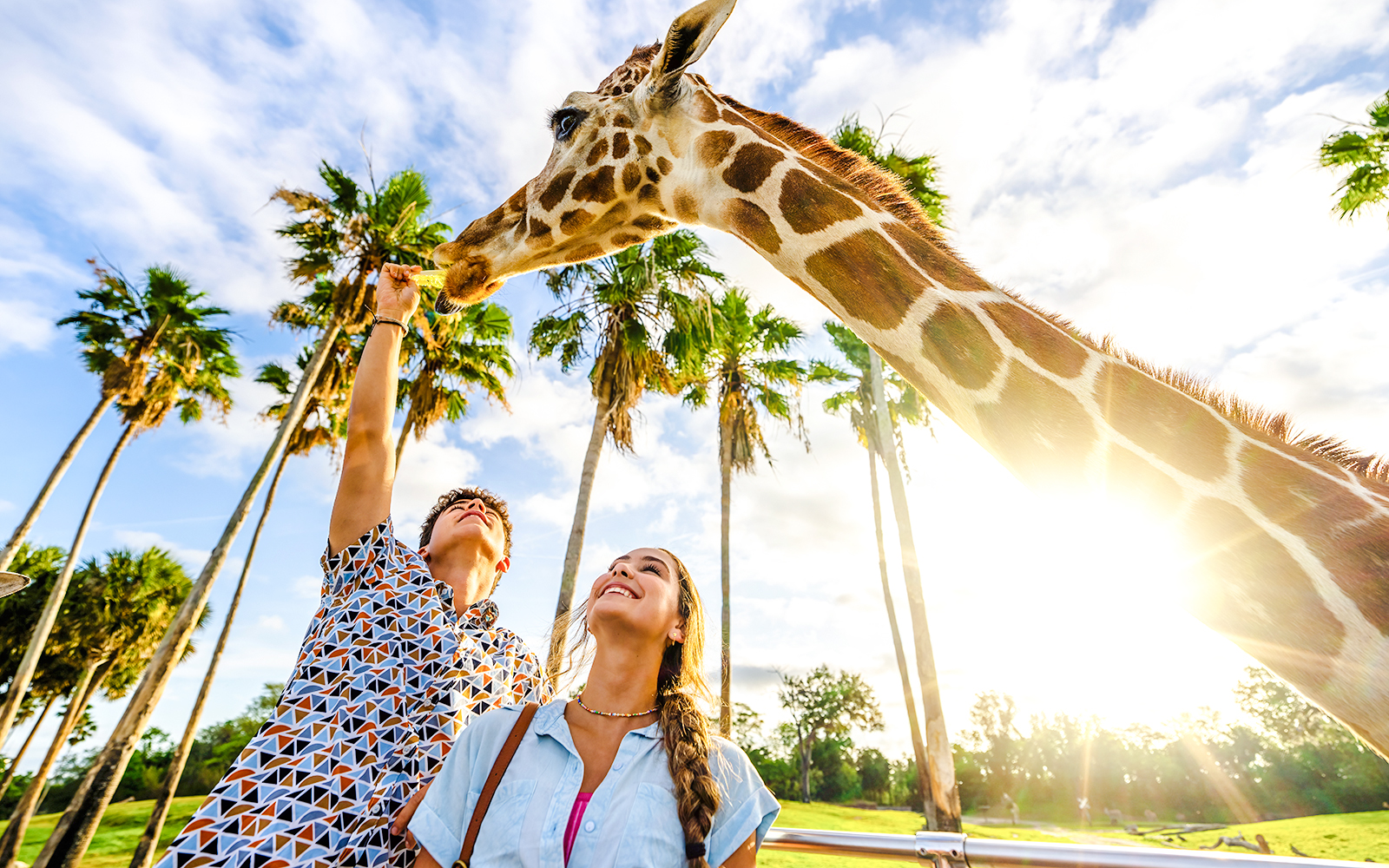 Visitors feeding a giraffe at Busch Gardens Tampa with palm trees in the background.
