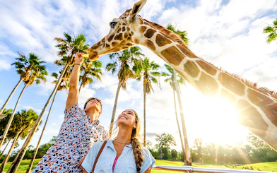 Visitors feeding a giraffe at Busch Gardens Tampa with palm trees in the background.