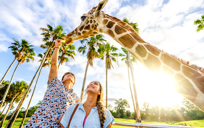 Visitors feeding a giraffe at Busch Gardens Tampa with palm trees in the background.
