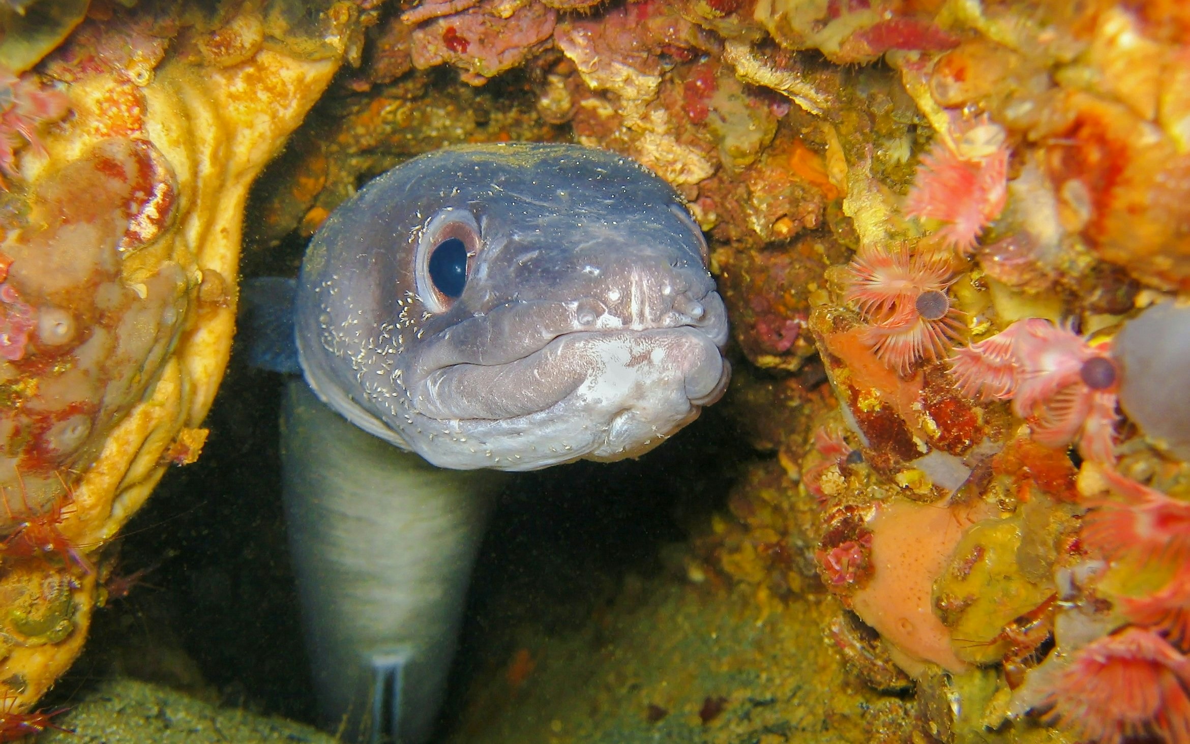 Eels