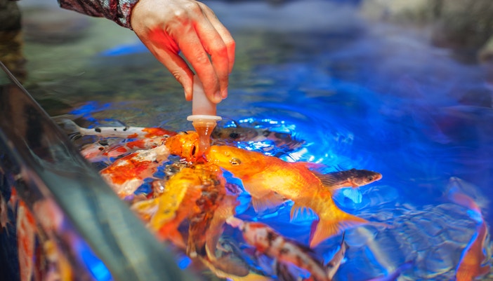 Visitors feeding fish in an aquapark, showcasing interactive marine life experience.