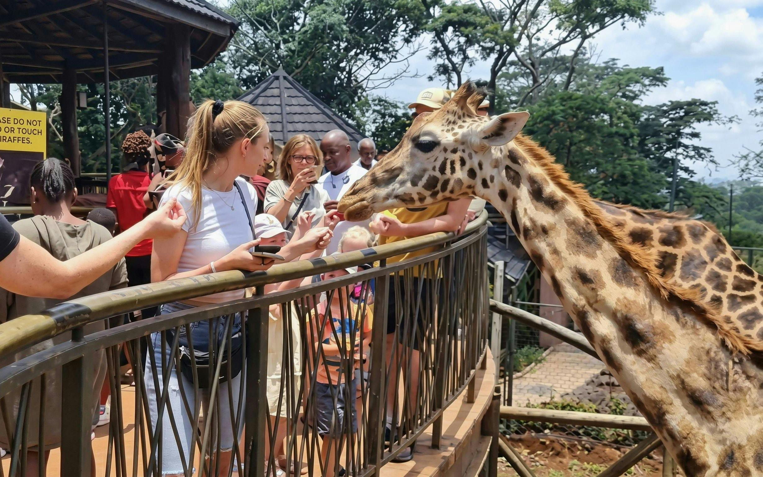 Woman feeding giraffe at Giraffe Centre, Nairobi.