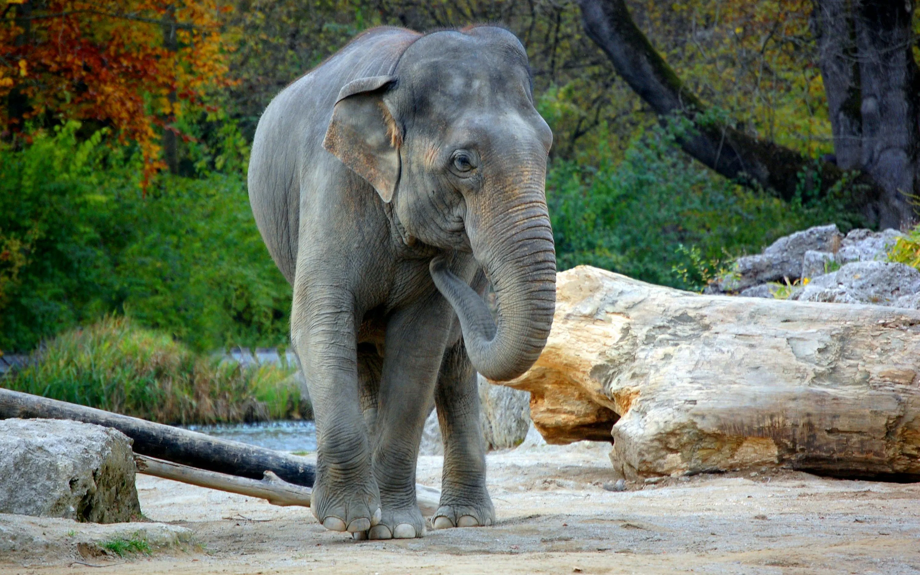 Elephant walking near logs at Hellabrunn Zoo.