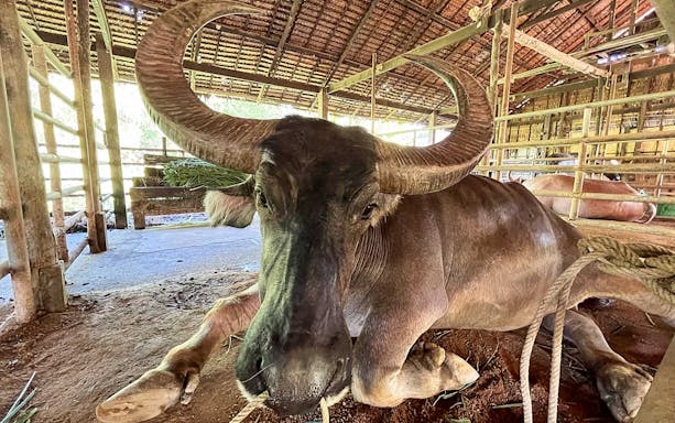 Water buffalo resting in a traditional Thai farm setting.