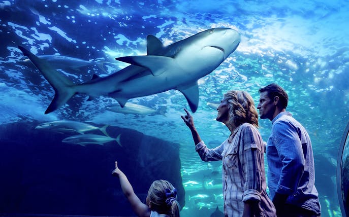 Family observing sharks during Night at the Aquarium tour, Cairns Aquarium.