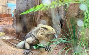 tampa: kombinasjonsbillett til zootampa og the florida aquarium-11