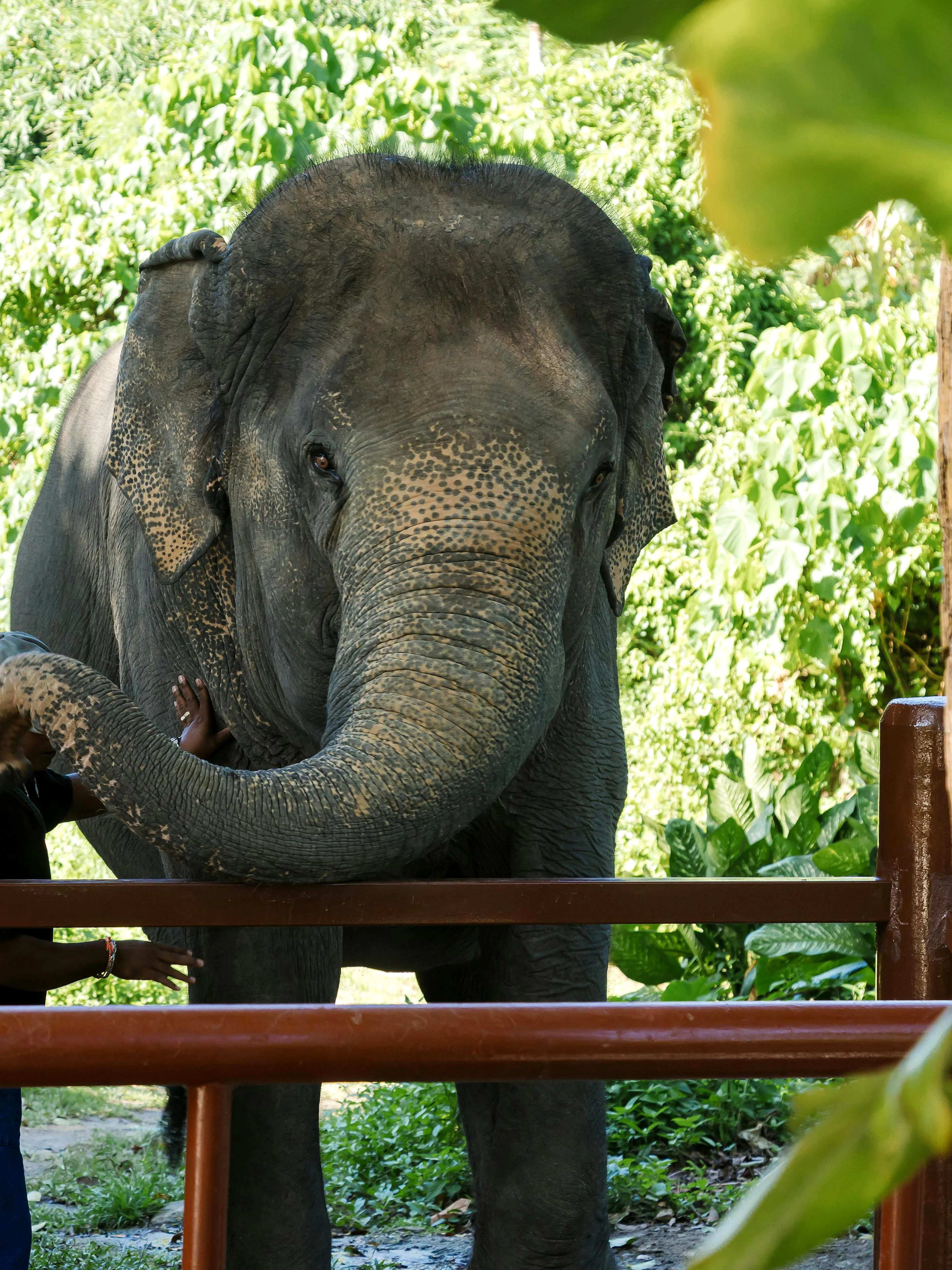 Elephant interacting with a visitor at Bukit Elephant Park.