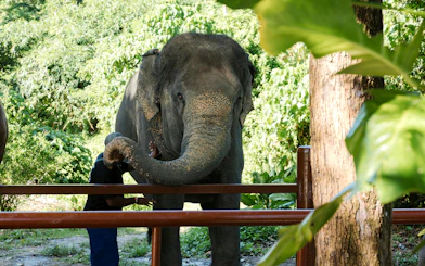 Elephant interacting with a visitor at Bukit Elephant Park.