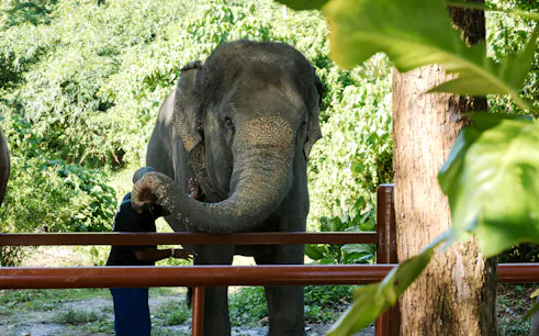 Elephant interacting with a visitor at Bukit Elephant Park.