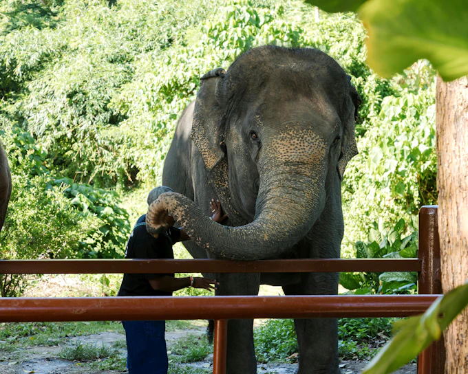Bukit Elephant Park: Observe and Feed Guided Tour with Optional Transfers