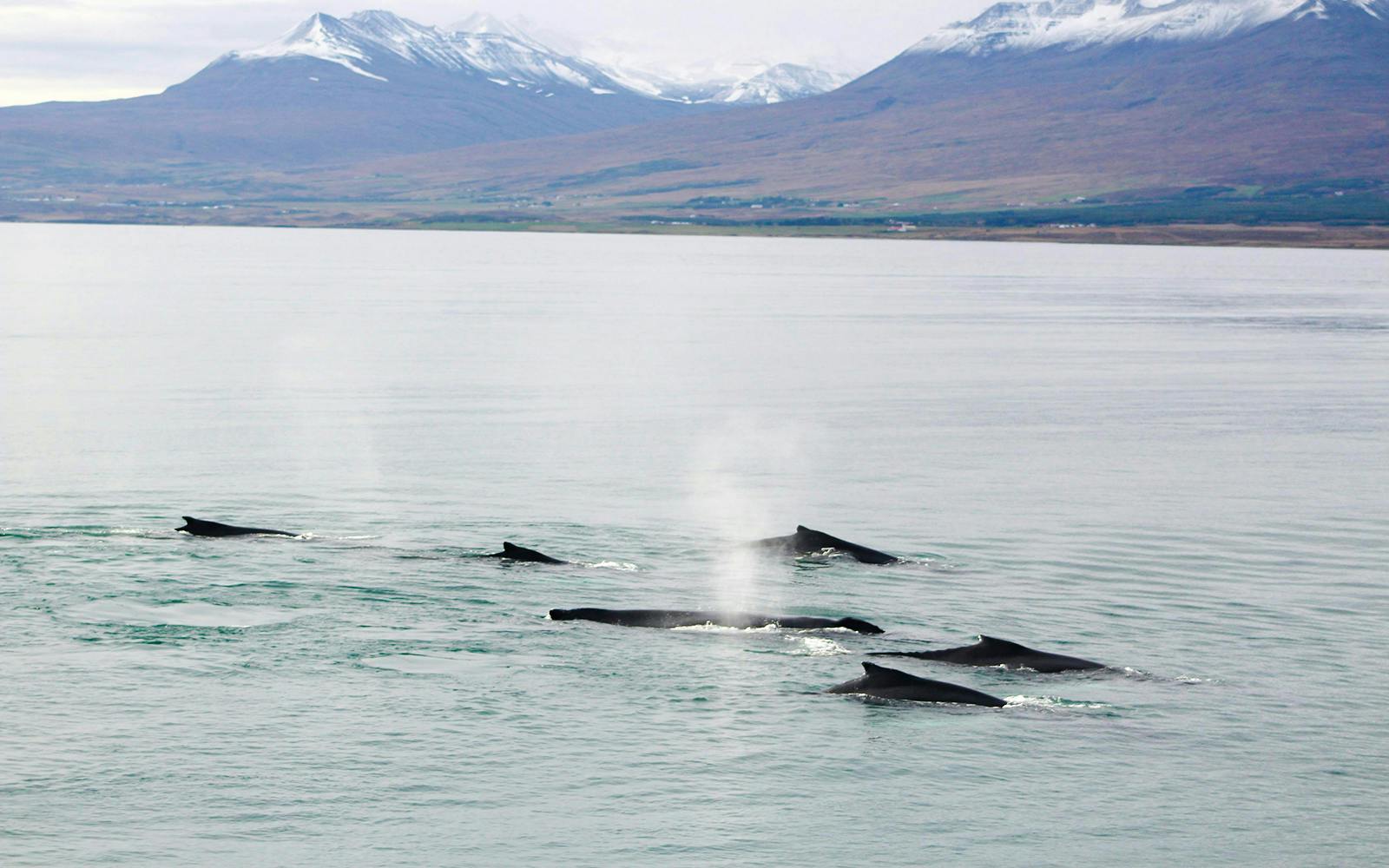 Humpback whales surfacing in Eyjafjörður, Akureyri during a classic whale watching tour.