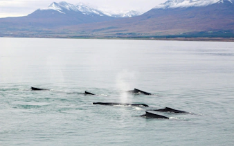 Humpback whales surfacing in Eyjafjörður, Akureyri during a classic whale watching tour.