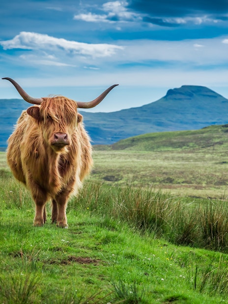 Highland cow grazing in the Scottish Highlands with hills in the background.