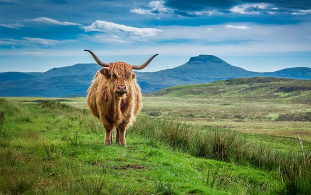 Highland cow grazing in the Scottish Highlands with hills in the background.