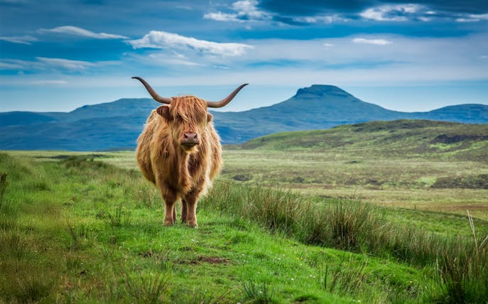 Highland cow grazing in the Scottish Highlands with hills in the background.