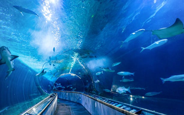 Underwater tunnel with diverse marine life at San Francisco aquarium.