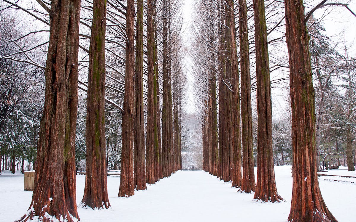 day trip to vivaldi park ski world & nami island from seoul-8 day trip to vivaldi park ski world & nami island from seoul-8