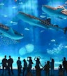 Okinawa Churaumi Aquarium