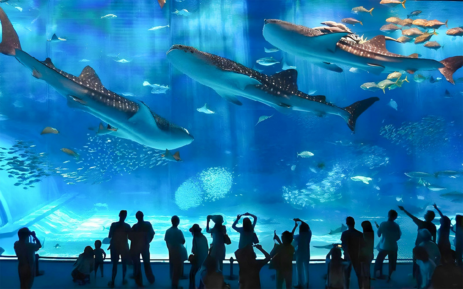 Visitors viewing whale sharks at Okinawa Churaumi Aquarium.