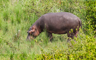 da zanzibar: safari in 4x4 con trasferimento in aereo al parco nazionale di nyerere-5