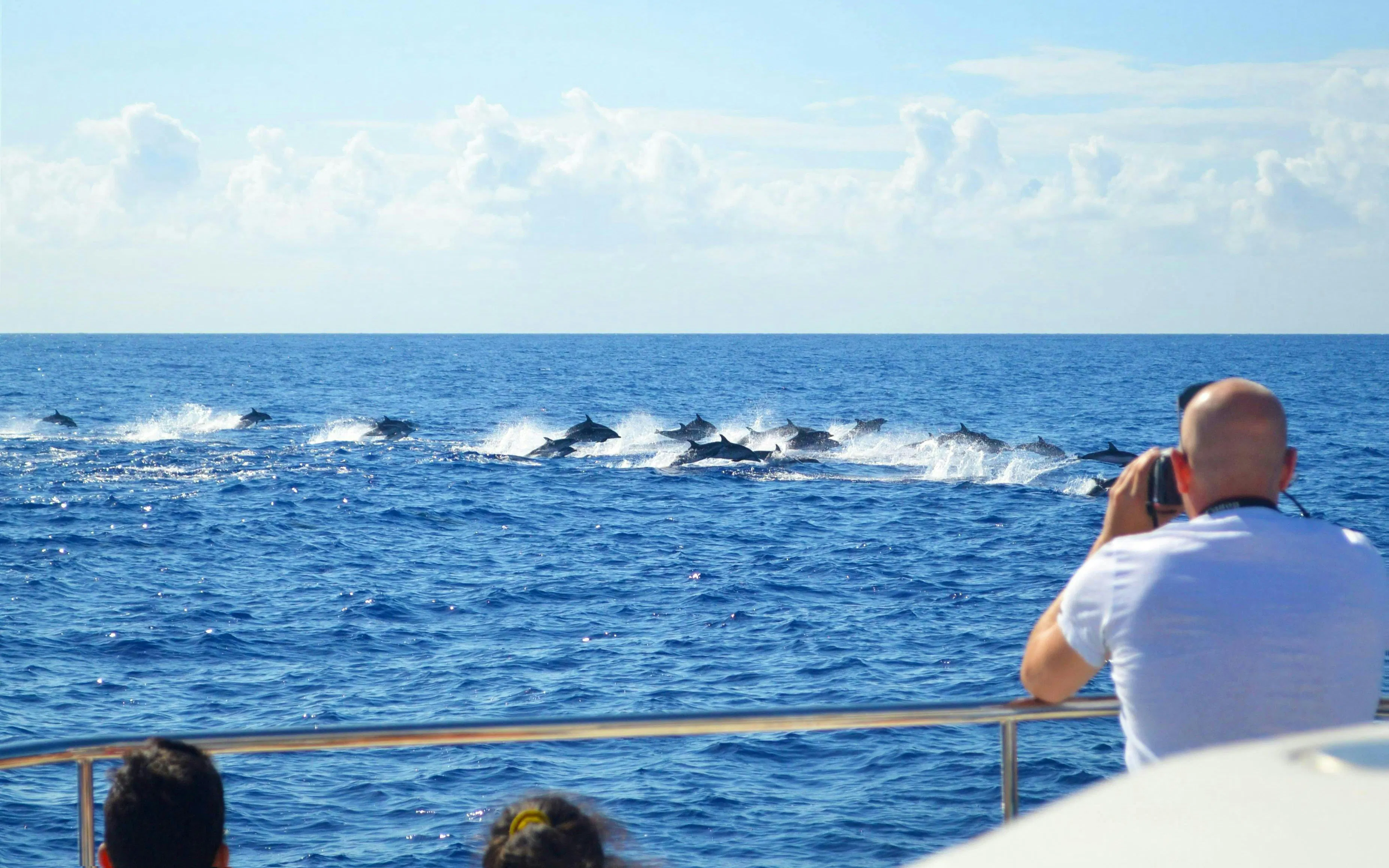 Dolphins swimming near a boat during a whale watching cruise.