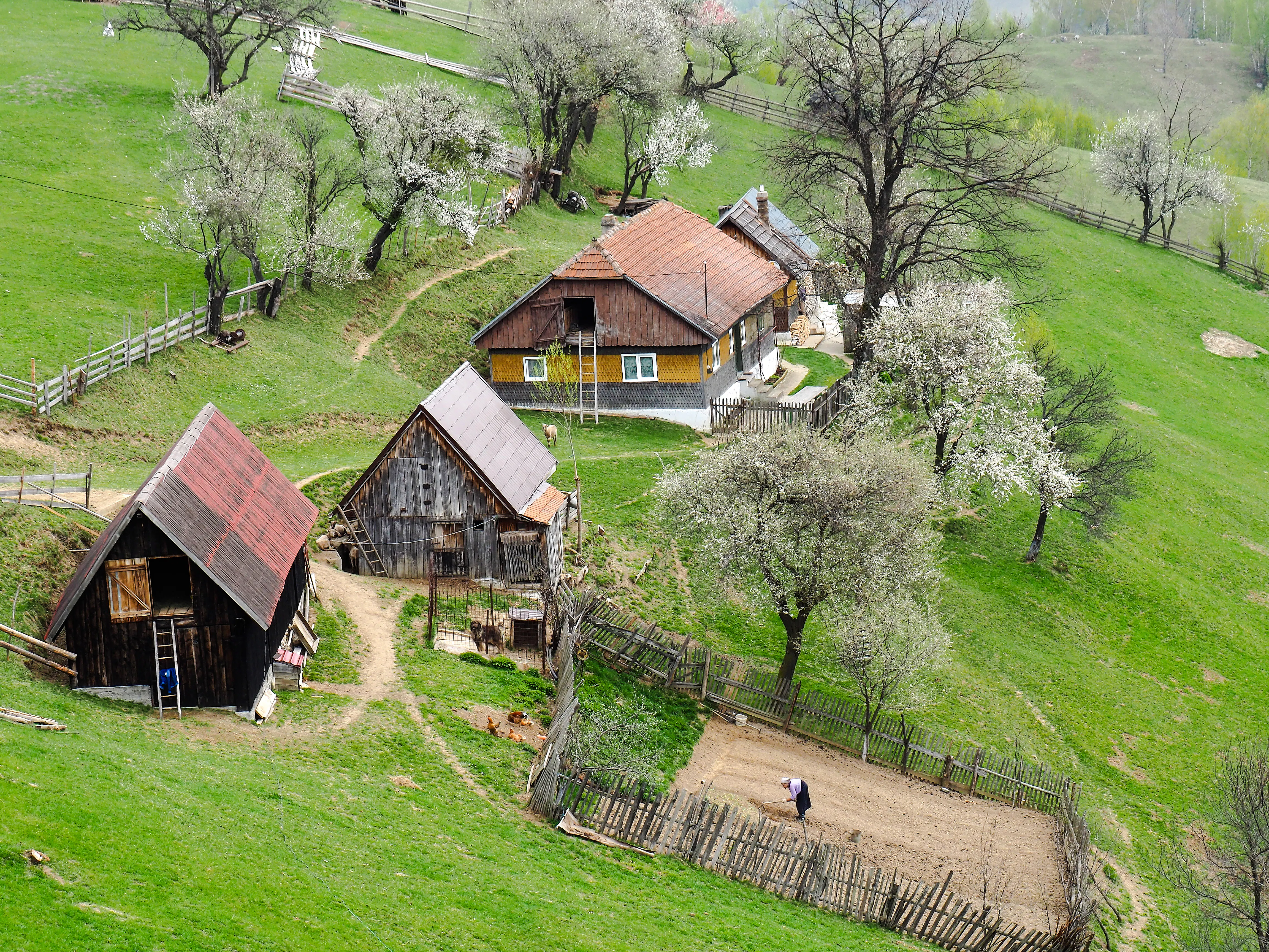 Traditional farmhouses and blooming trees in Piatra Craiului National Park, Brasov.
