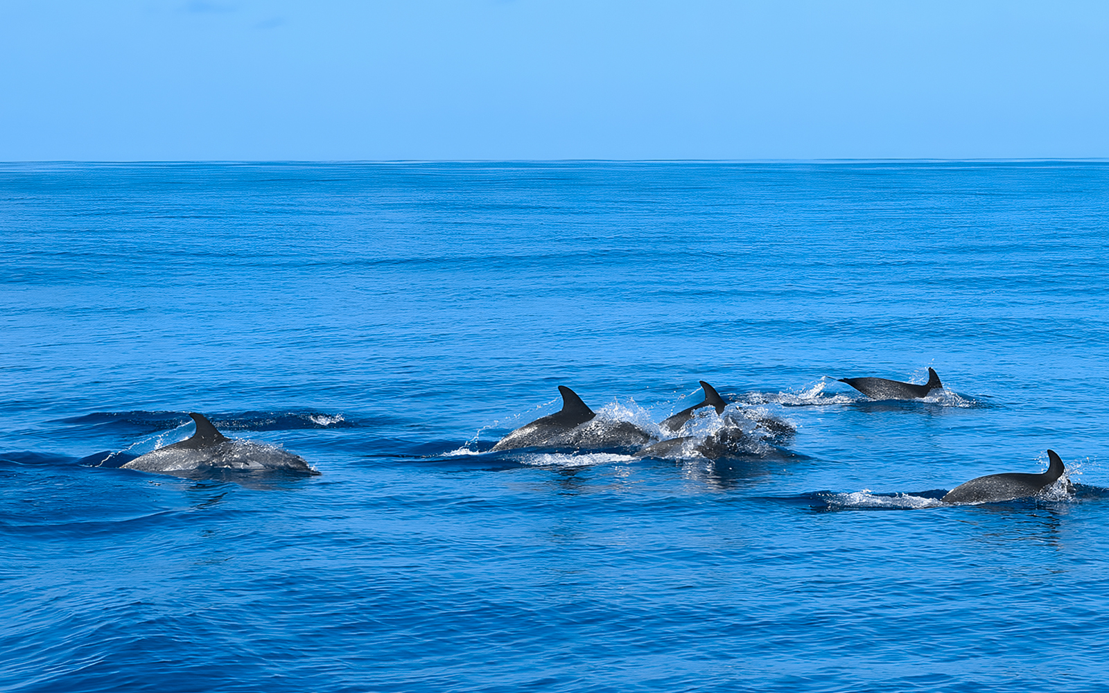 Dolphins swimming in blue ocean during Dolphin & Whale Watching Cruise.