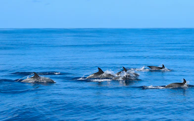 Dolphins swimming in blue ocean during Dolphin & Whale Watching Cruise.