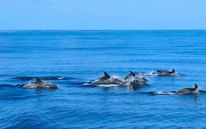 Dolphins swimming in blue ocean during Dolphin & Whale Watching Cruise.