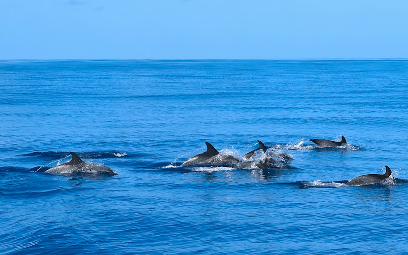 Dolphins swimming in blue ocean during Dolphin & Whale Watching Cruise.