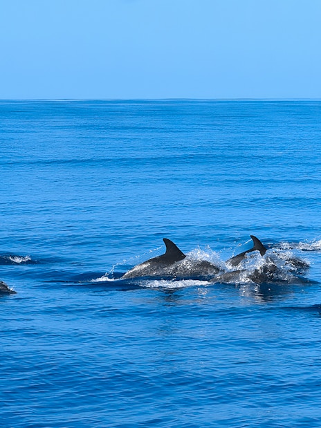 Dolphins swimming in blue ocean during Dolphin & Whale Watching Cruise.