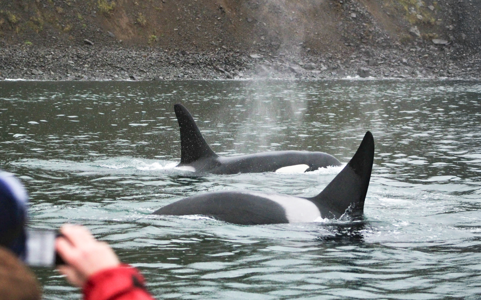 Orcas surfacing near a boat during a whale watching tour in Akureyri.