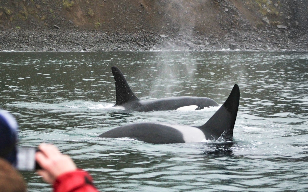 Orcas surfacing near a boat during a whale watching tour in Akureyri.